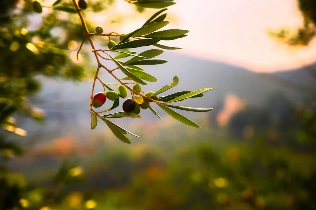 Beyond Olive Oil: The Rise of Malaga's Avocado and Chestnut Honeys
