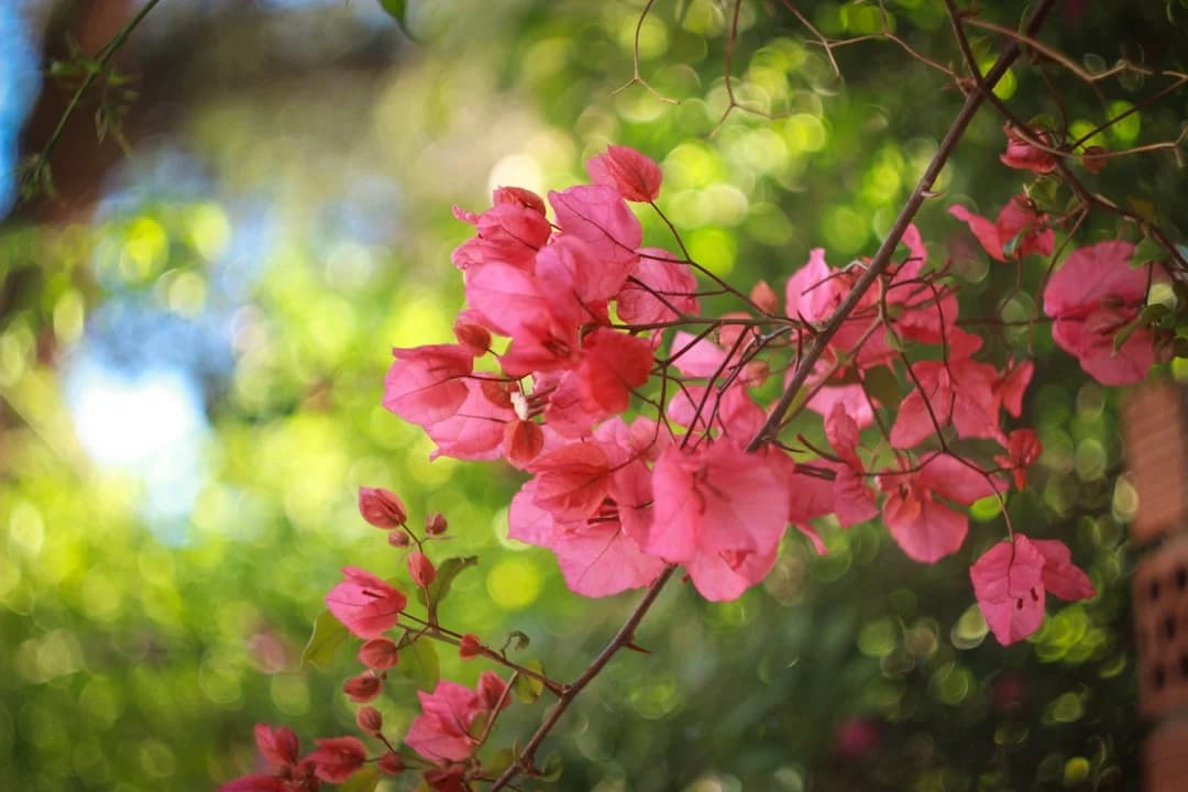 Spring in Full Bloom: Why May in Málaga Validates Your Move Here