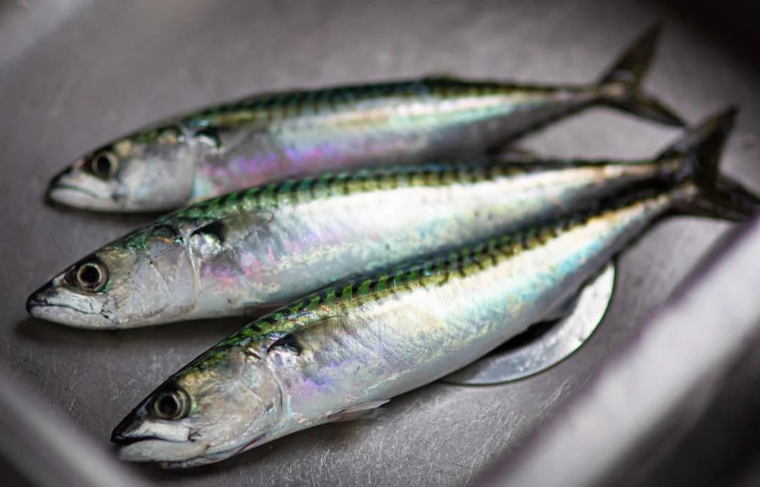 Espetos: Why Sardines Rule Málaga’s Summer Coast
