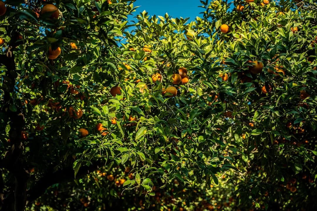 Terral-Wind in Málaga: Orange Warnstufe bei Temperaturen über 42 °C
