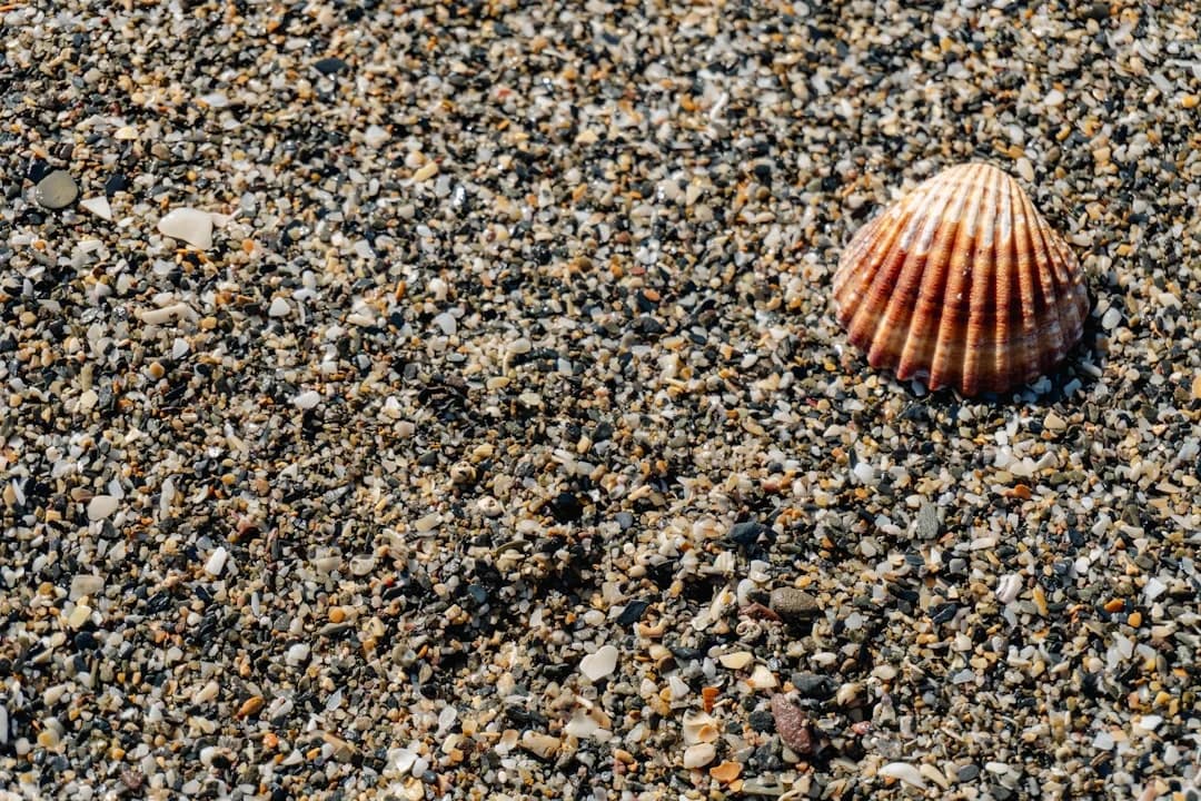 Málaga’s Concha Fina Clam Near Extinction, IEO Warns