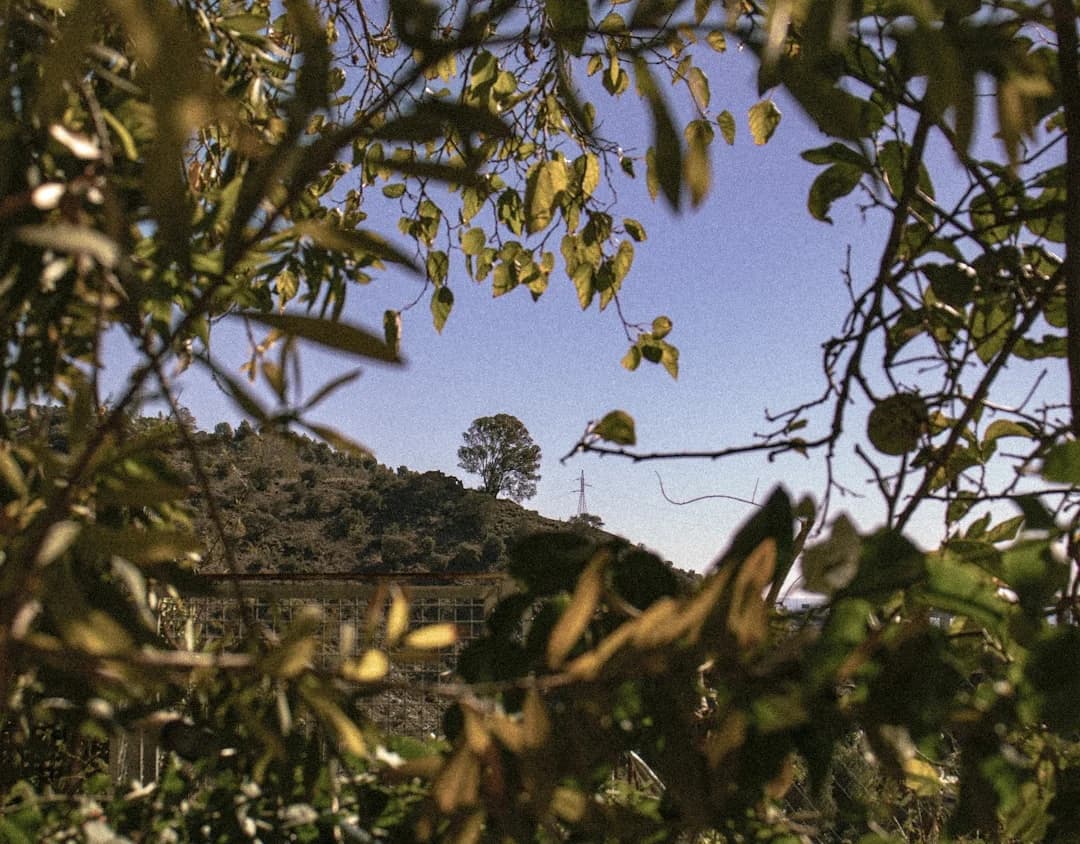 Málaga Tackles Tree Safety After Fallen Branch Incidents